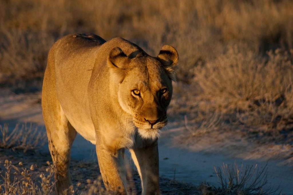 Lioness BF053 lived on a game farm, and was pretty shy of vehicles. 