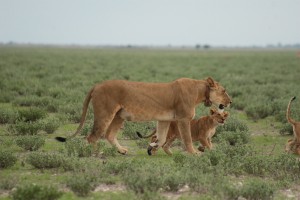 One of our research lioness crosses Phokoje pan with her cubs