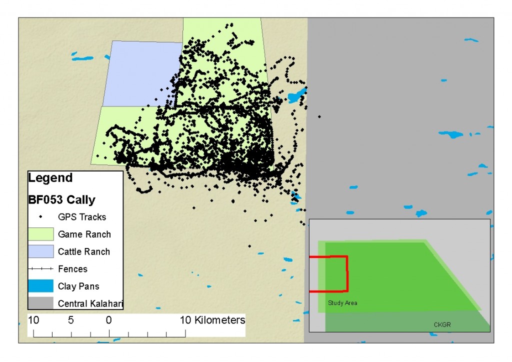 Map of the GPS points for the lioness showing the small range that kept her almost exclusively on the game farm (light green area).