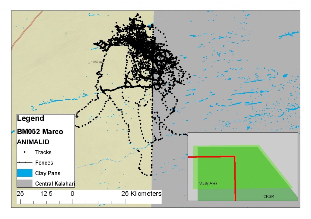 GPS points for lion BM052 that show his use of the game farm in the north of his range, and several long range movements he made to the south. He also protected lioness in the east of his range, that straddled the unfenced CKGR boundary.