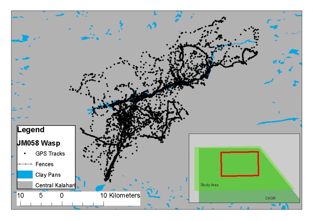 The GPS points from lion JM058 was show a strong tendency towards the Passarge valley pan habitat, (centre diagonal area)