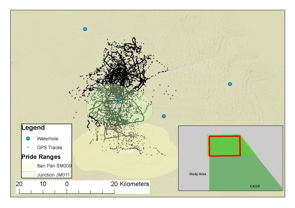 GPS points of lion JM068 movement, the area to the south shows the home range of lion SM009, who this lion probably killed, and explored the new empty range regularly.