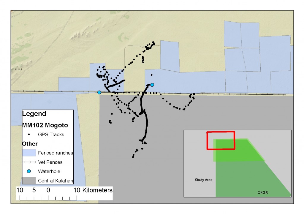 The collar for lion MM102 unfortunately failed and sent only sporadic data over a three month period.