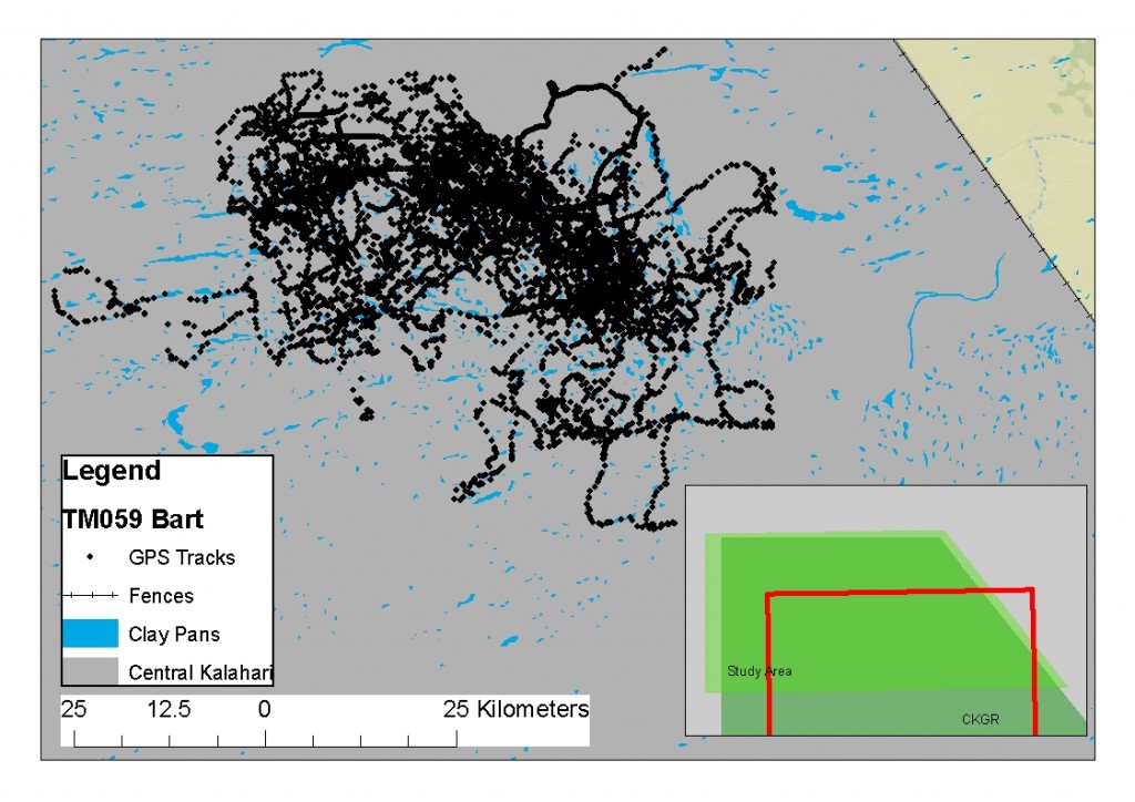 Lion TM059 had the largest range of any of the male lions, with no fixed pride. 