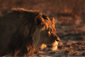 The Ecology and Management of Kalahari Lions in Central Botswana